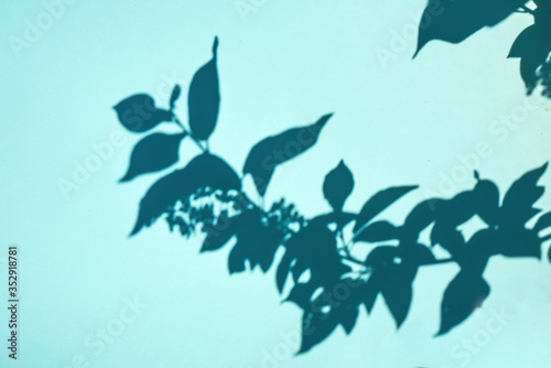 Tree branches and flowering plants and shadows on a blue wall background. Flat lay. Minimal concept of abstract natural summer texture