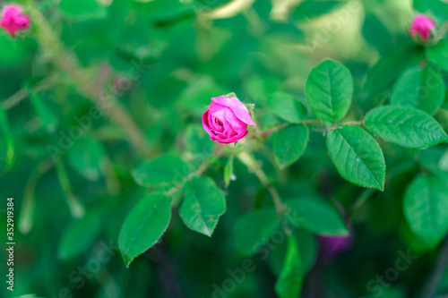 Pink garden rose blossom on blurry background