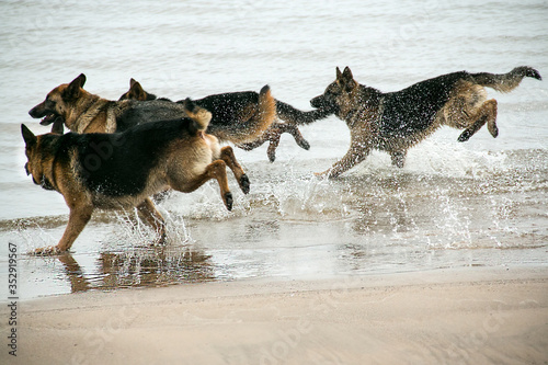 Four german sheperd dogs play in the water 