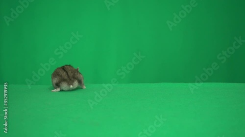 hamster on a green screen