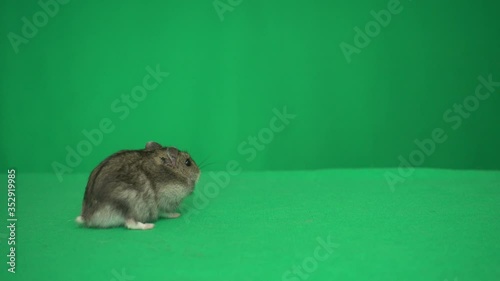 hamster on a green screen