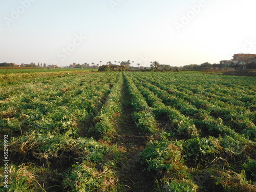 vineyard in Egypt