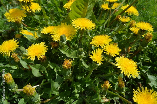 Yellow flowers bloomed on the field. Dandelions. © Фануза Мазитова