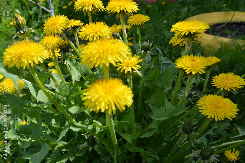 Obraz premium Yellow flowers bloomed on the field. Dandelions.