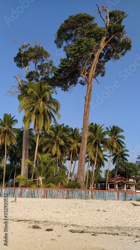 palm tree on the beach © Tarak