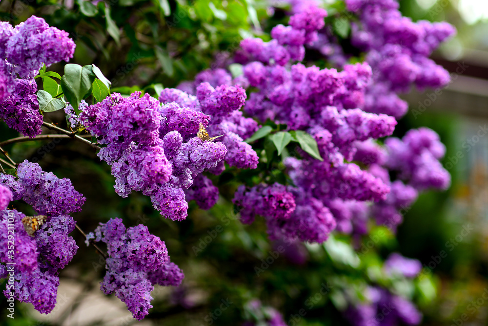 butterfly on purple blooming lilac in the garden butterfly on purple blooming lilac in the garden