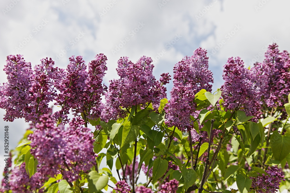 Obraz premium Beautiful branches of blooming lilac in an even row in the garden, the top of a Bush on a Sunny spring day against the sky with clouds