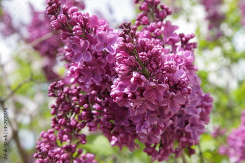 Fototapeta Naklejka Na Ścianę i Meble -  Beautiful blooming velvet purple lilac flowers close up in a Garden on a Sunny spring day