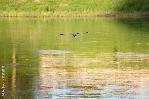A gull with large wings flies over the water on river bank background with a reflection of the green grass at summer day