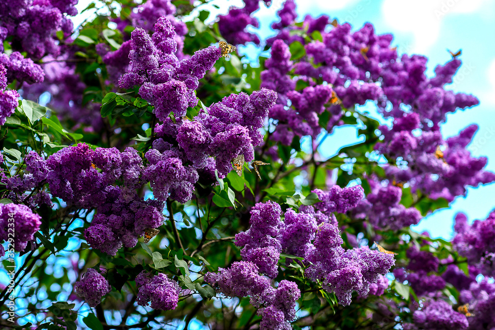 purple flowers with the butterfly in the garden purple flowers with the butterfly in the garden