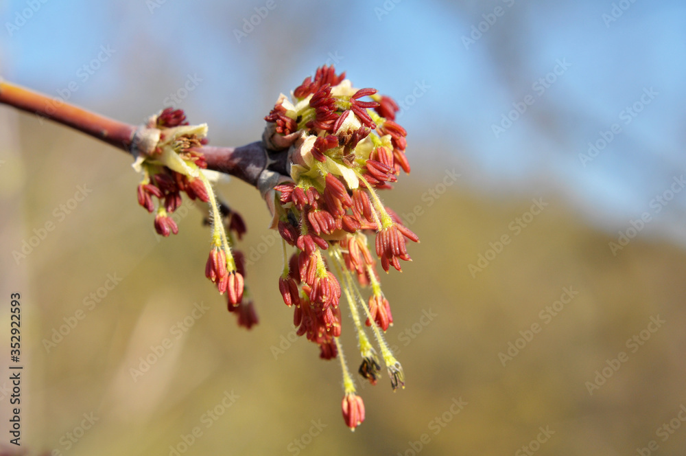 In nature, the maple (Acer negundo) blooms In nature, the maple (Acer negundo) blooms