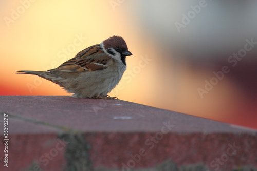 Close up brown little Sparrow sits on a red brick on blurred background side view, European city bird