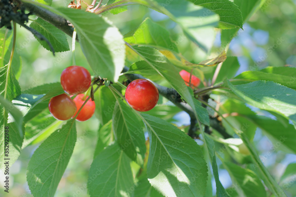 cherry berries that are spiced on a tree on a hot Sunny day