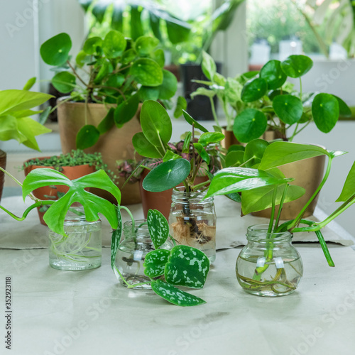 Wallpaper Mural Urban Jungle, Zimmerpflanzen umtopfen oder eintopfen - Interieurtrend mit Topfpflanzen
 Torontodigital.ca