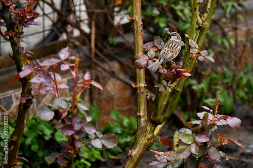 Sparrow on a rose branch in the garden