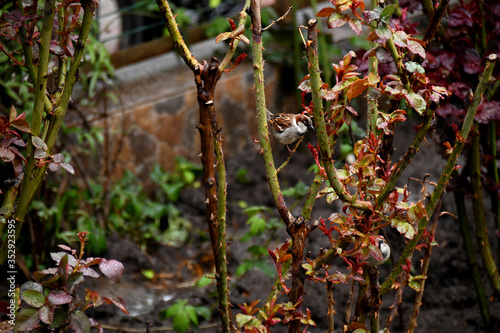 Sparrow on a rose branch in the garden