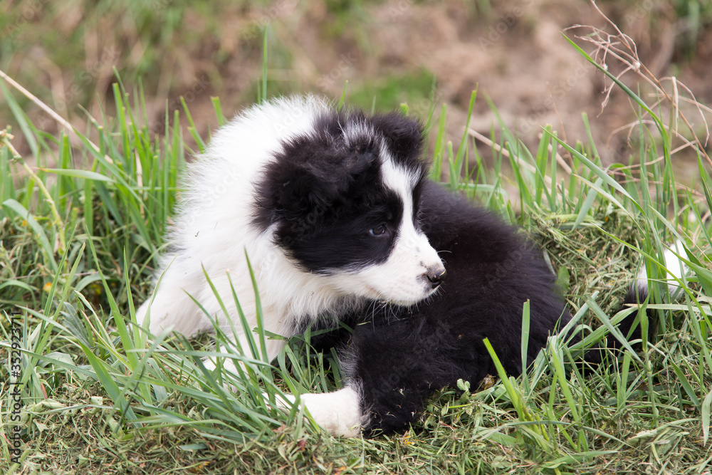 Adorable two-month old black and white border collie puppy lying down in grass looking back