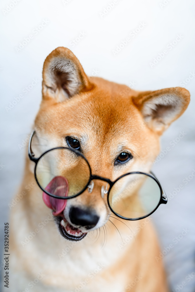 Portrait of a shiba inu dog in large transparent round glasses. A dog with  a smart, intelligent and businesslike look smack her lips by a long pink  tongue Stock Photo | Adobe