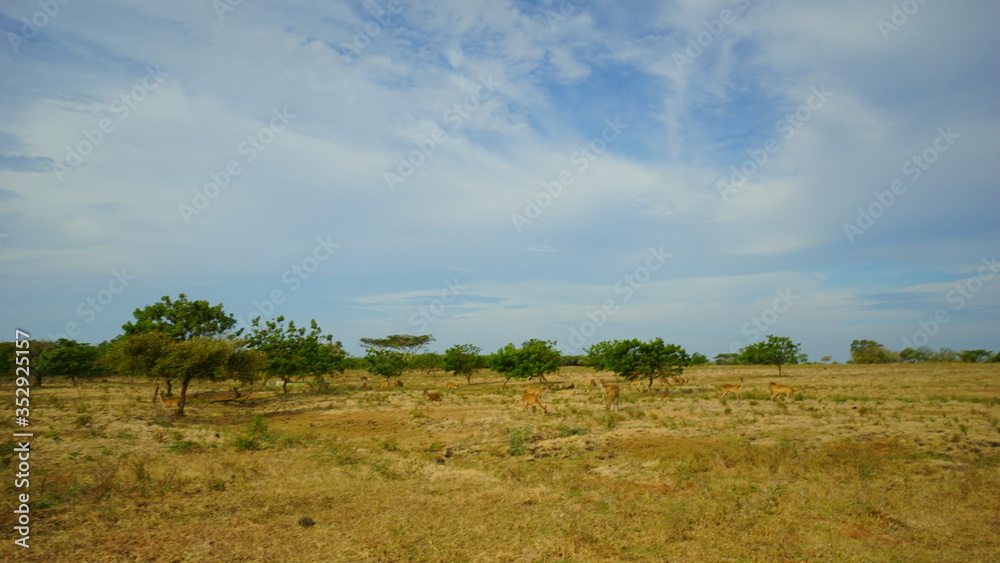 The Savana Bekol aluran National Park in Banyuwangi, Indonesia The Savana Bekol aluran National Park in Banyuwangi, Indonesia