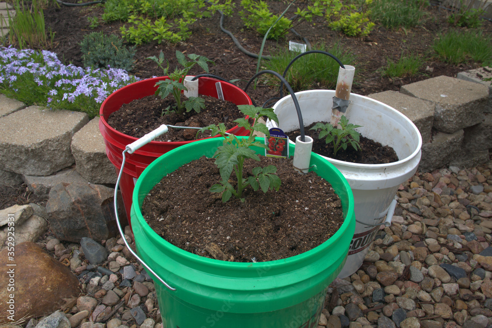Growing Tomatoes in 5 gallon buckets with drip irrigation 素材庫相片 Adobe