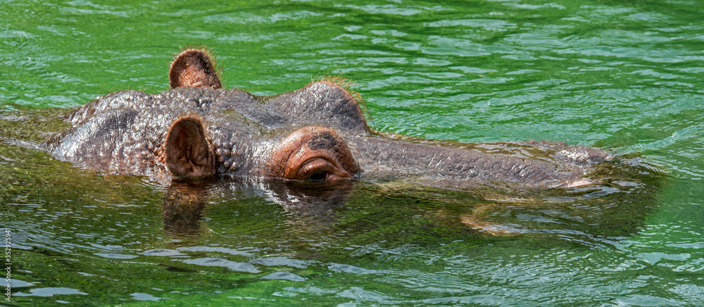 Fototapeta premium Submerged common hippopotamus / hippo (Hippopotamus amphibius) surfacing to breathe through exposed nostrils in water of river
