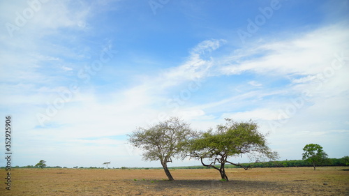 The Savana Bekol aluran National Park in Banyuwangi, Indonesia photo