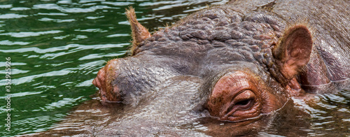 Submerged common hippopotamus / hippo (Hippopotamus amphibius) floating in water of lake showing close-up of eyes and ears