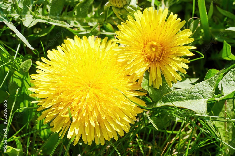 Two big lush yellow dandelion flowers grow on the lawn in the green grass. Nature backgrounds and templates Two big lush yellow dandelion flowers grow on the lawn in the green grass. Nature backgrounds and templates