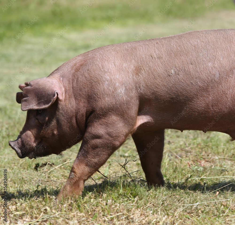 Young pig pose on natural environment outside Young pig pose on natural environment outside