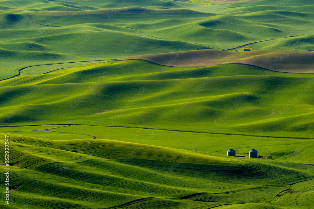 Beautiful green wheat field farmland patterns seen from Steptoe Butte, Washington. High above the Palouse in eastern Washington this viewpoint offers unparalleled views of a truly unique landscape.