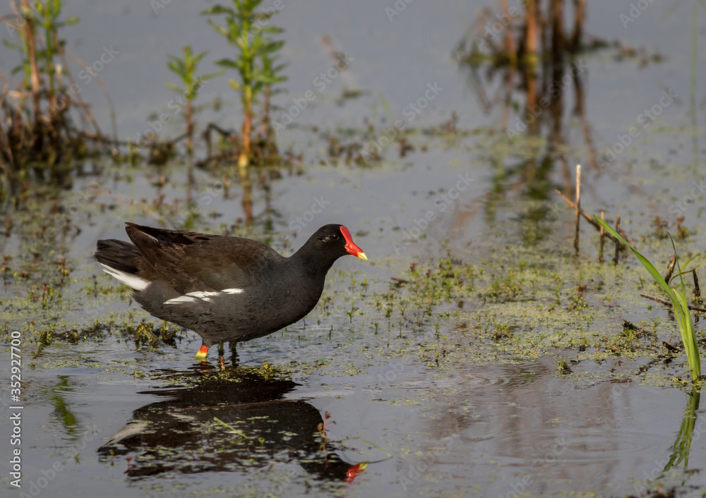 Common Gallinule, Gallinula galeata, foraging in calm marsh in spring Common Gallinule, Gallinula galeata, foraging in calm marsh in spring