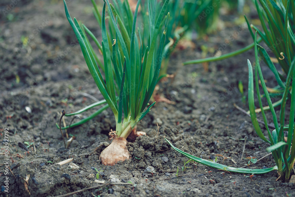 Close up of growing onion in garden. Blooming onion in ground. Concept of space for your text.