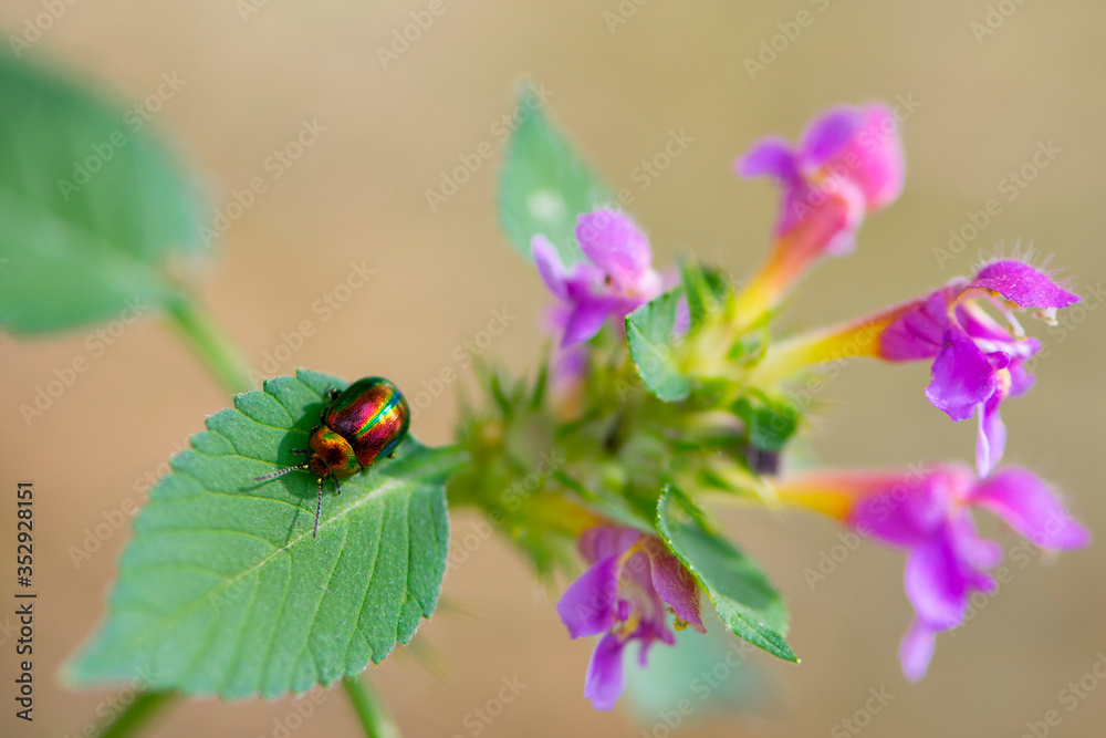 small multi-colored bug on a green leaf small multi-colored bug on a green leaf