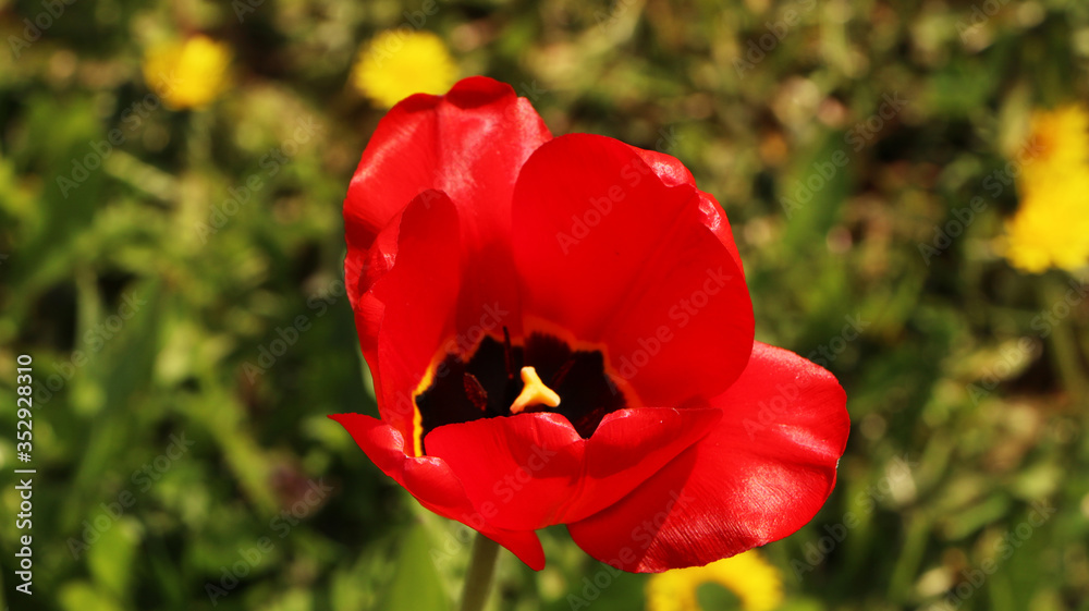 Closeup of bright red tulips with green leaves in the garden. Closeup of bright red tulips with green leaves in the garden.