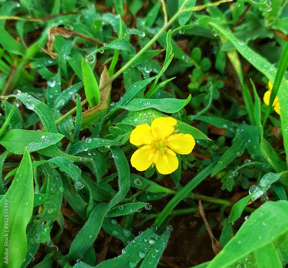 beautiful yellow flower bloom on grass beautiful yellow flower bloom on grass