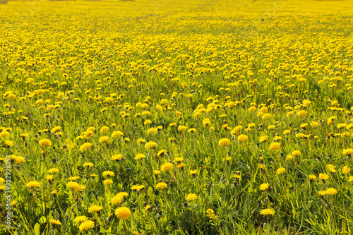 Field with yellow dandelions on a green grass background.
