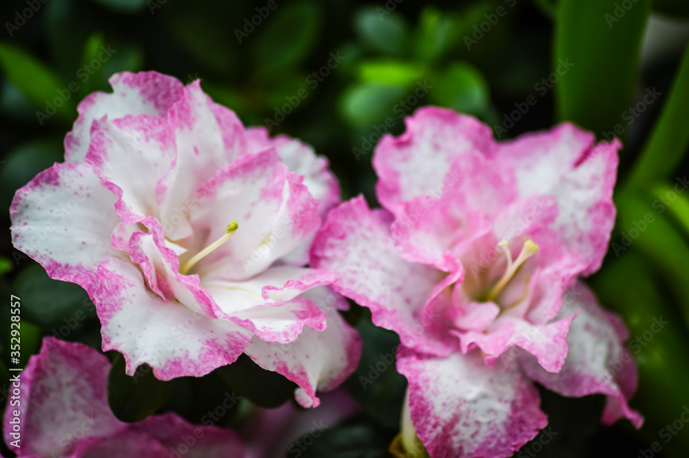 Close up of a white azalea flower with bright pink edges