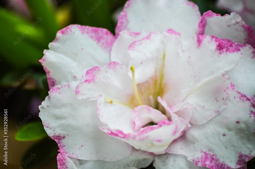Close up of a white azalea flower with bright pink edges Close up of a white azalea flower with bright pink edges