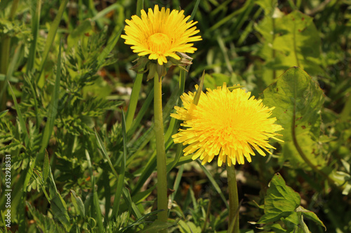 Field with yellow dandelions on a green grass background.