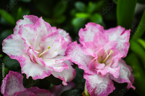Close up of a white azalea flower with bright pink edges