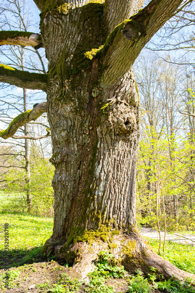 Fototapeta premium Trunk of the oak tree, Traskanda Manor (Aurora Park), Espoo, Finland