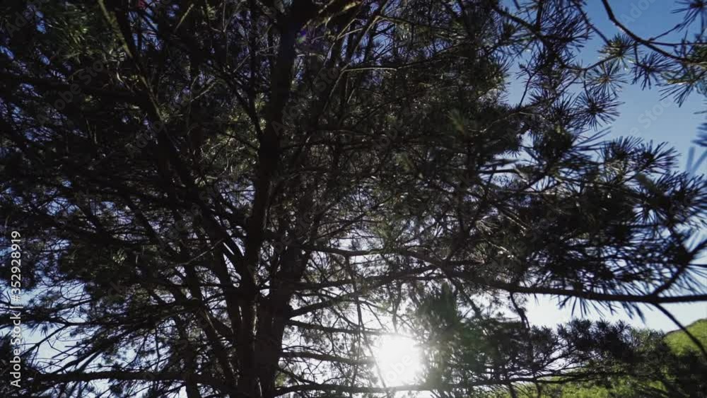 Spinning rotating shot of sunlight through a tree Spinning rotating shot of sunlight through a tree