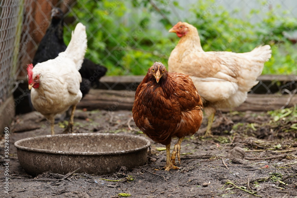 Fototapeta premium Chicken standing on a rural garden in the countryside. Close up of a chicken standing on a backyard shed with chicken coop. Free range birds