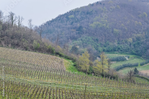 Vineyard in springtime at the Euganean Hills near Este, Padua - Veneto Italy