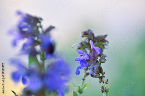 Lavander flowers