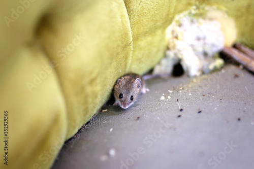 Little Grey House Mouse Living Inside Old Chiar photo