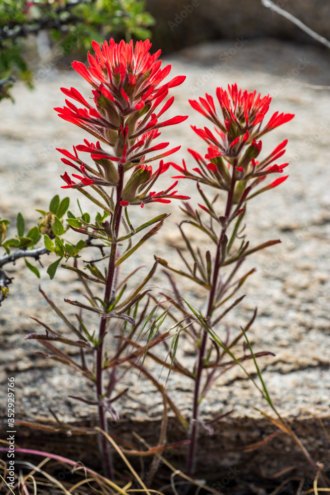 red Indian Paintbrush wildflowers in bloom in the Buttermilks of Eastern Sierra Nevada mountains California red Indian Paintbrush wildflowers in bloom in the Buttermilks of Eastern Sierra Nevada mountains California