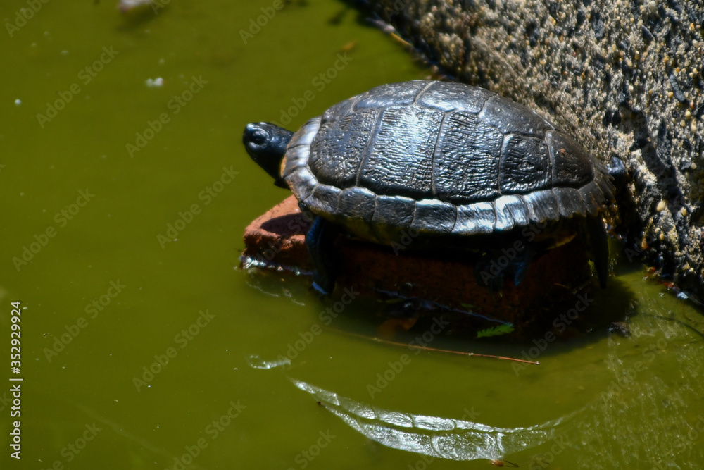 Obraz premium Painter turtle basking in sun in pond.