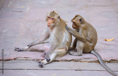 Two Asian monkey species that live together.