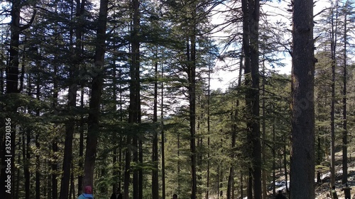 green forest in simla  photo